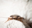 Cockroaches have a reputation for surviving almost anything, but this diet proved deadly