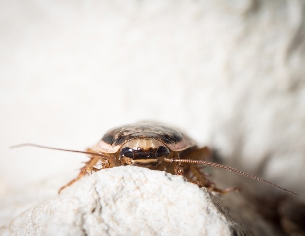 Cockroaches have a reputation for surviving almost anything, but this diet proved deadly