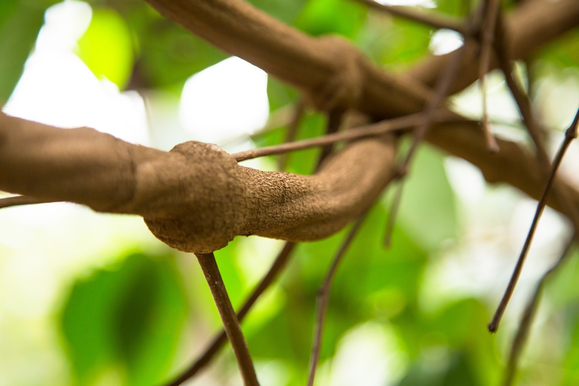 Study: Prior ayahuasca experience is associated with improved mental health: observational data from ritualistic settings. Image Credit: Hans Denis Schneider / Shutterstock