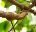 A study of ayahuasca users found a mental health pattern researchers cannot yet explain