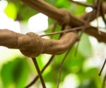 A study of ayahuasca users found a mental health pattern researchers cannot yet explain