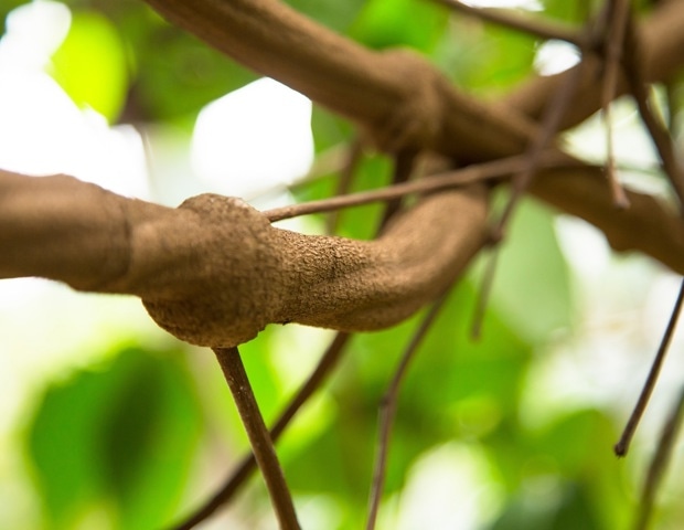 A study of ayahuasca users found a mental health pattern researchers cannot yet explain