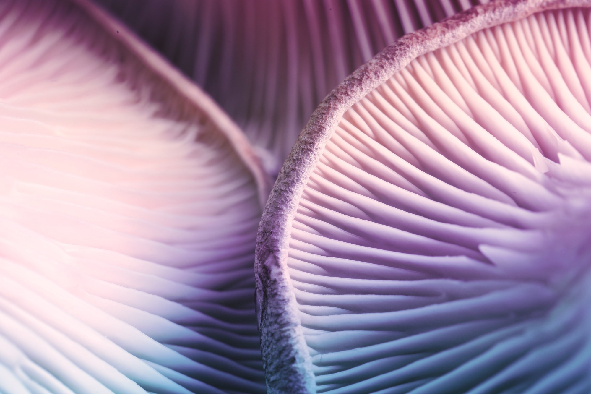 Study: Lifetime classic psychedelics use is associated with positive environmental attitudes and adopting a vegetarian diet. Image Credit: New Africa / Shutterstock