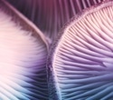 A study of more than 21,000 adults found an unusual link between psilocybin and diet