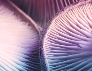 A study of more than 21,000 adults found an unusual link between psilocybin and diet