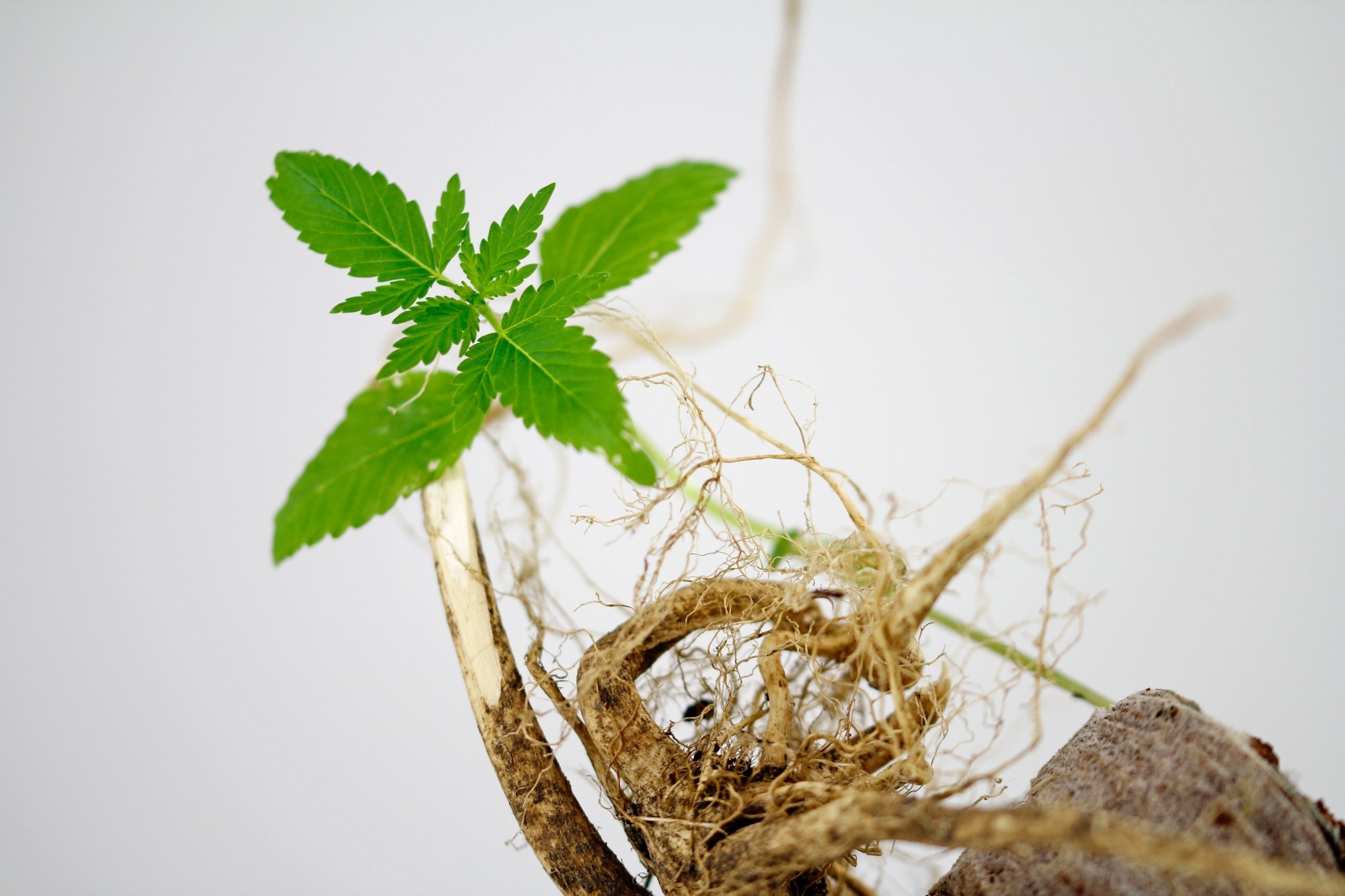 Study: Hairy root-derived nanovesicles from Cannabis sativa: Sustainable bioactive nanomaterials with immunomodulatory and anti-tumor potential. Image Credit: Art_Pictures / Shutterstock