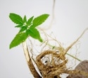 Cannabis-derived nanovesicles showed early antitumor potential in mice