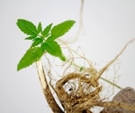 Cannabis-derived nanovesicles showed early antitumor potential in mice