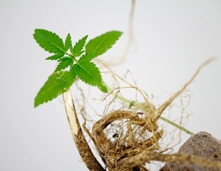 Cannabis-derived nanovesicles showed early antitumor potential in mice