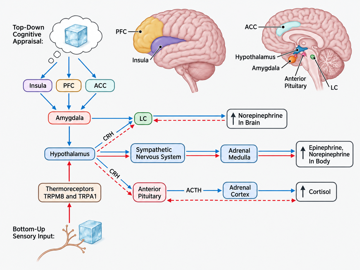 Bottom-up sensory input begins when peripheral thermoreceptors (TRPM8/TRPA1) detect rapid changes in skin temperature and transmit signals to the hypothalamus. This initiates activation of the sympathetic nervous system and hypothalamic-pituitary-adrenal (HPA) axis, stimulating the release of norepinephrine and epinephrine from the adrenal medulla, and cortisol from the adrenal cortex. Concurrently, top-down cognitive appraisal involves brain regions such as the prefrontal cortex (PFC), anterior cingulate cortex (ACC), insula, and amygdala. These regions mediate the emotional, attentional, and behavioral responses to cold stress, modulating the subjective experience of cold exposure. Bottom-up response is indicated by red lines; top-down response is indicated by blue lines. Dotted lines indicate theoretical mechanism.