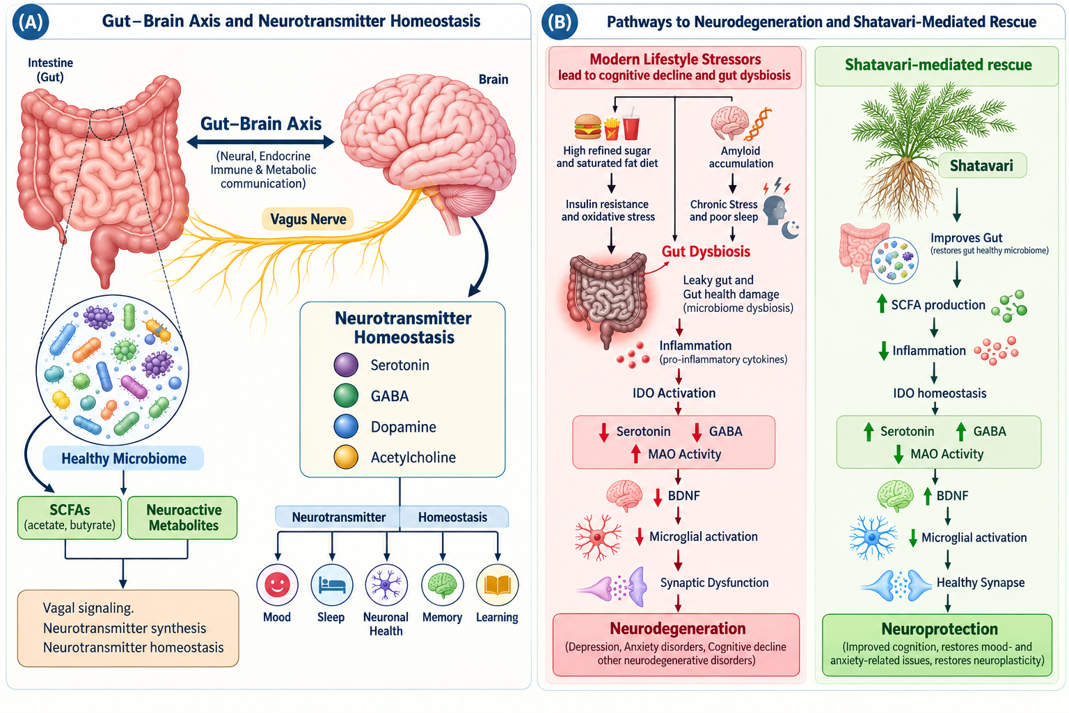Gut microbiota and the gut–brain axis. (A) Schematic representation of a healthy microbiota–gut–brain axis (MGBA), illustrating microbial homeostasis, balanced neurotransmitter signaling, and maintenance of neuronal and systemic health. (B) Comparison of gut-dysbiosis-induced alterations in the microbiota–gut–brain axis and their plausible restoration by Asparagus racemosus (Shatavari).