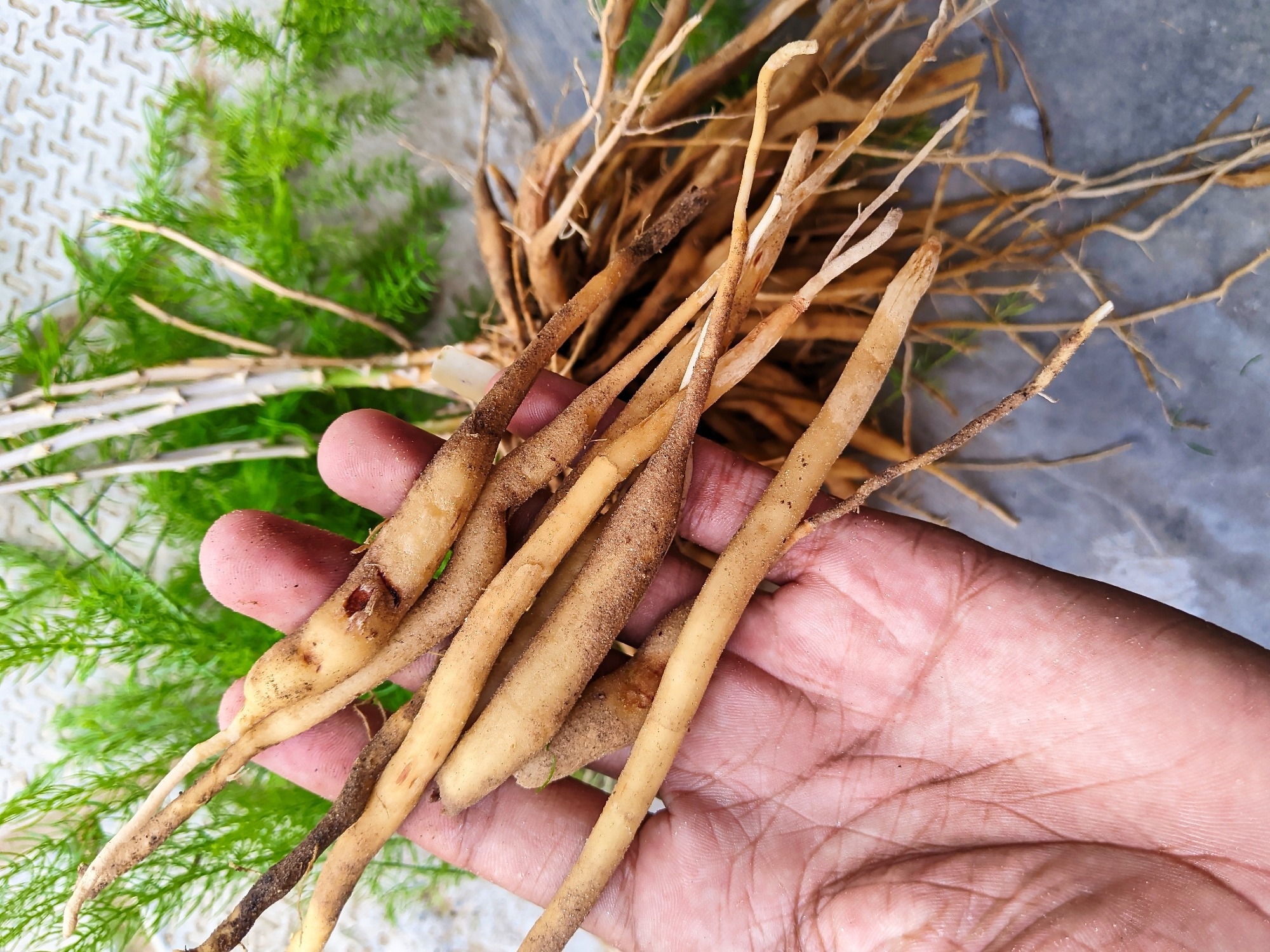 Review: Unraveling the Mechanistic Insights of Asparagus Bioactives to Promote Cognitive Health: Insights from the Gut–Brain Axis. Image Credit: Azay Photography / Shutterstock