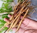 Shatavari may affect more than hormones, and the gut could help explain why