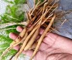 Shatavari may affect more than hormones, and the gut could help explain why