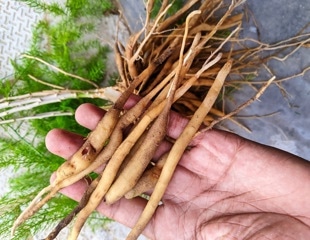 Shatavari may affect more than hormones, and the gut could help explain why