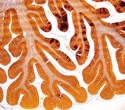 Some mice showed signs of stress resilience before the stress even began