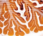 Some mice showed signs of stress resilience before the stress even began