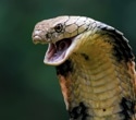 Researchers mine cobra toxins to uncover a membrane-disrupting antimicrobial peptide