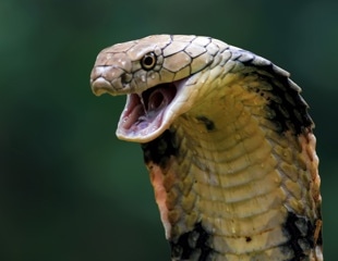 Researchers mine cobra toxins to uncover a membrane-disrupting antimicrobial peptide