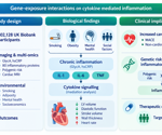 What links smoking, body fat, mental health, genes, and heart risk? Inflammation may be part of the answer