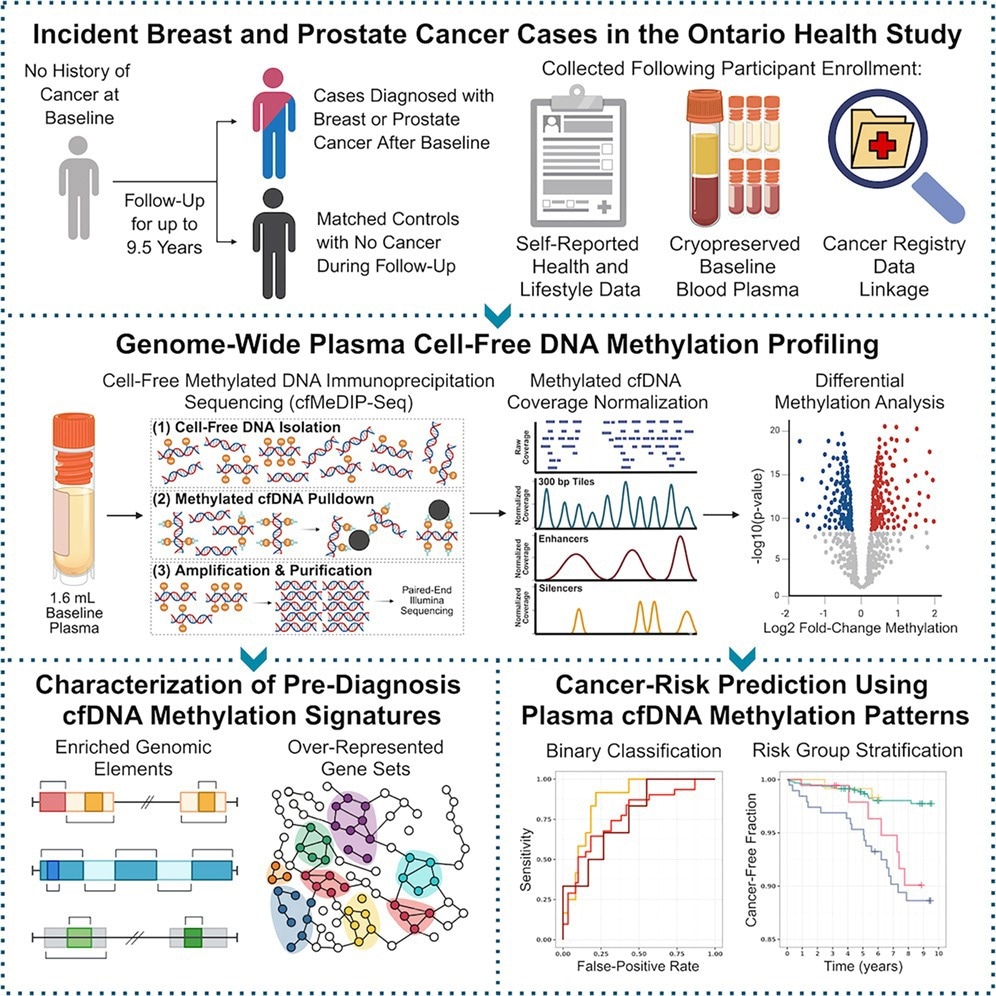 Study: Pre-diagnosis plasma cell-free DNA reveals early signatures of prostate and breast cancer risk up to eight years prior to clinical detection