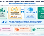 GLP-1 drugs may influence chronic pain through gut-brain and immune pathways