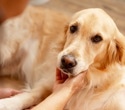 Human crying catches dogs’ attention across homes, shelters, and streets