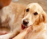 Human crying catches dogs’ attention across homes, shelters, and streets