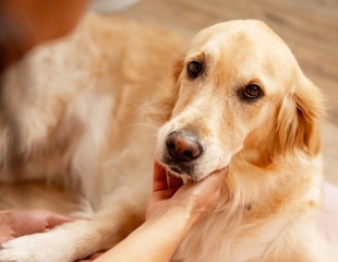 Human crying catches dogs’ attention across homes, shelters, and streets