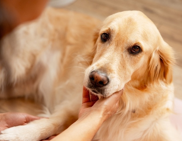 Human crying catches dogs’ attention across homes, shelters, and streets
