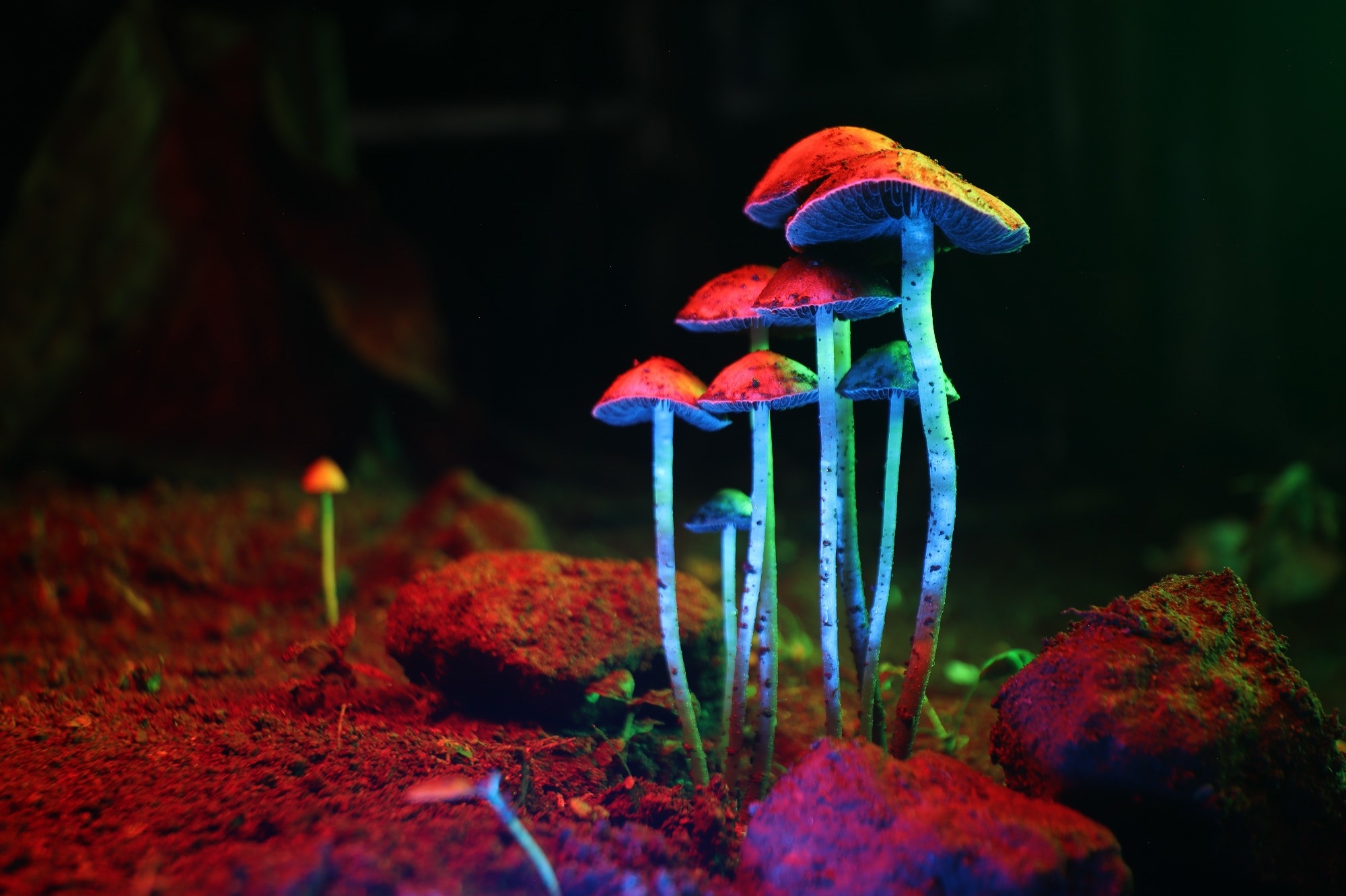 Study: Age moderates the relationship between psychedelic use and mental health in naturalistic settings. Image Credit: Saska RF / Shutterstock