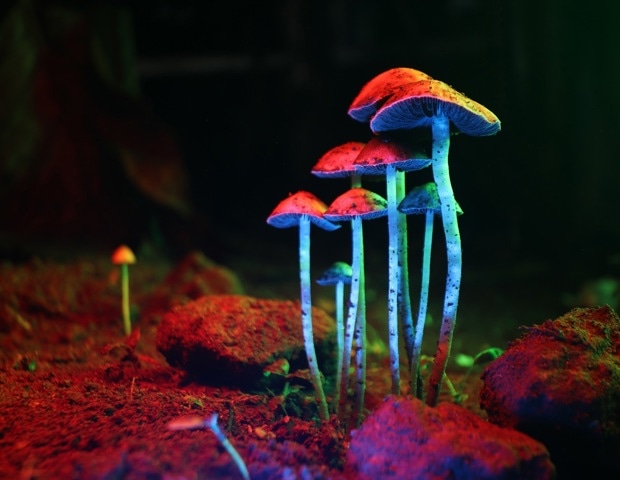 Could age help explain why psychedelic studies reach different conclusions?