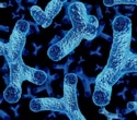 Why one gut microbe is attracting attention in heart failure research