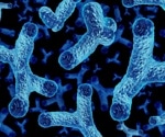 Why one gut microbe is attracting attention in heart failure research