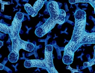 Why one gut microbe is attracting attention in heart failure research