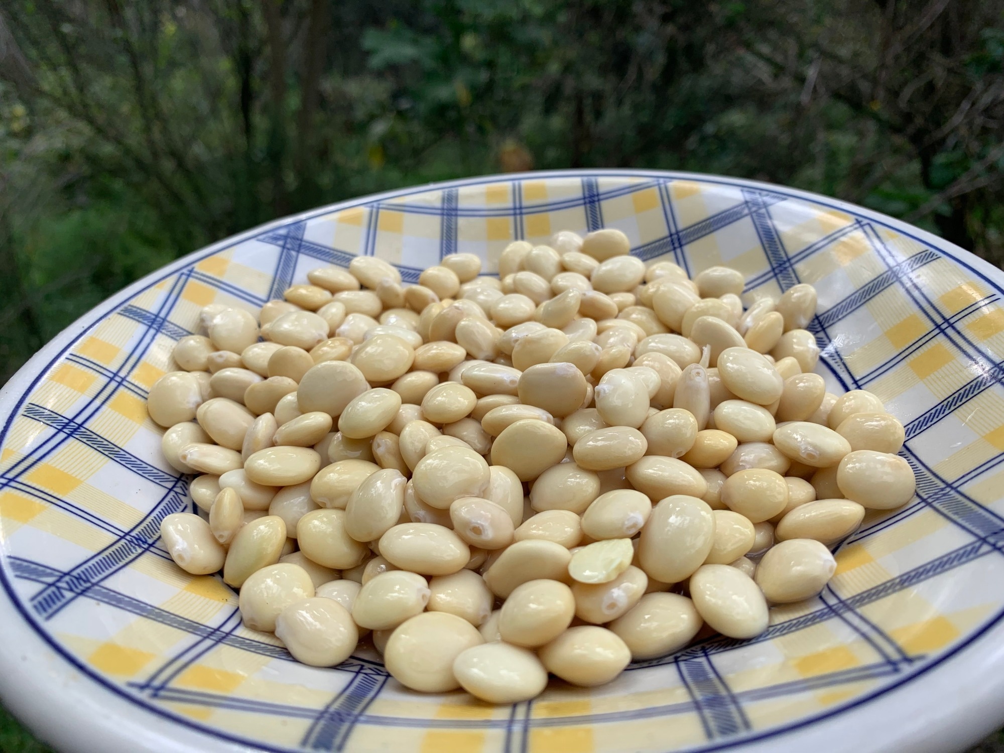 Review: North American and Andean Indigenous Plant-Based Foods and Their Contemporary Scientific Rationale for Health Improvement. Image Credit: DANIEL CONSTANTE / Shutterstock