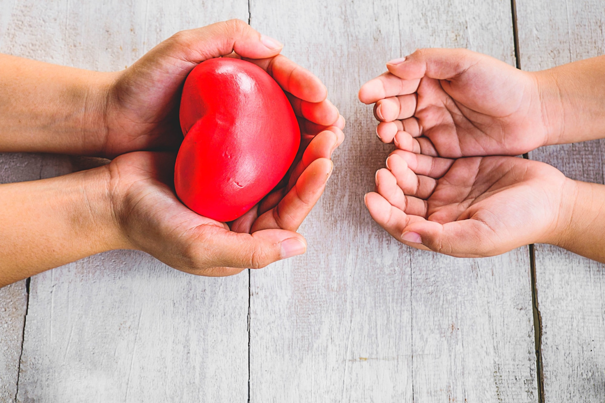 Heart in hand donated or donated to heart disease patients, heart organ alms concept.