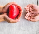 Older donor hearts showed signs of rejuvenation in younger recipients