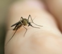 Why is dengue spreading while malaria has declined?