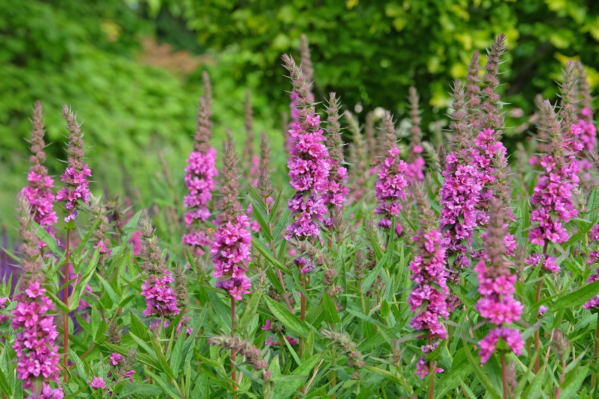 Lythrum salicaria, purple loosestrife ‘Robin’ in flower.