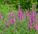 Could this flowering plant help people lose body fat?