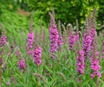 Could this flowering plant help people lose body fat?