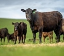 Beef can fit into healthy diets, but what about its environmental cost?