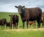 Beef can fit into healthy diets, but what about its environmental cost?