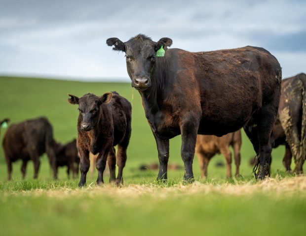 Beef can fit into healthy diets, but what about its environmental cost?