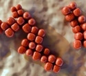 Semaglutide changes gut bacteria in rats beyond what eating less explains