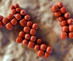 Semaglutide changes gut bacteria in rats beyond what eating less explains
