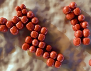 Semaglutide changes gut bacteria in rats beyond what eating less explains