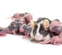 High-fat diets in mouse parents alter offspring brain development