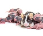 High-fat diets in mouse parents alter offspring brain development